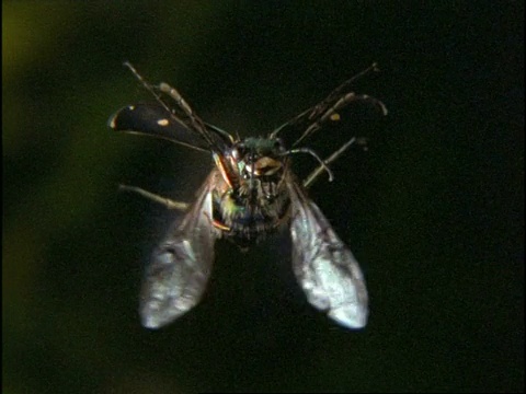 高速绿虎甲虫(Cicindela campestris)飞行，盘旋，草地，英国视频素材