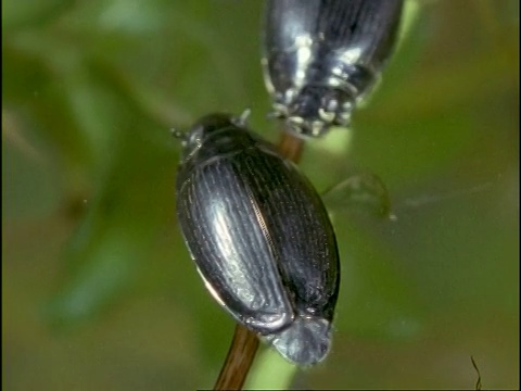 英国，池塘表面上的旋转甲虫(Gyrinus natator)，用柄状眼睛观察水面下和水面以上视频素材