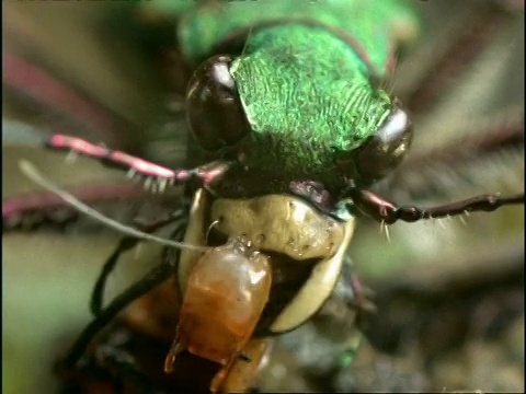 绿虎甲虫(Cicindela campestris)正在吃士兵甲虫，英国视频素材