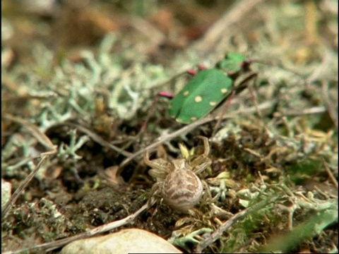 绿虎甲虫(Cicindela campestris)和蟹蛛(Thomisus onustus)序列，英国视频素材