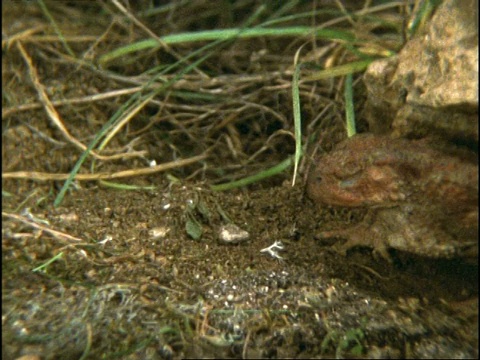 高速蟾蜍捕捉绿虎甲虫(cicindella campestris)，英国视频素材