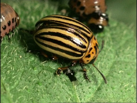 科罗拉多甲虫(Leptinotarsa decemlinata)吃叶子，序列，英国视频素材