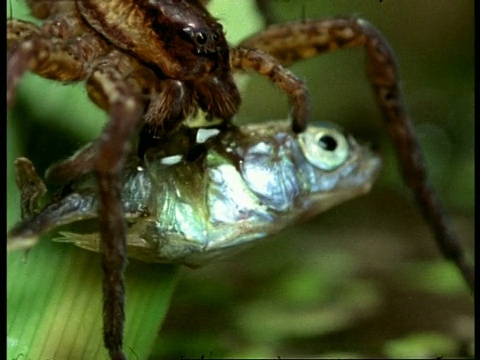 沼泽蜘蛛(多洛米德斯)捕捉鱼并把它从水里提出来，英国视频素材