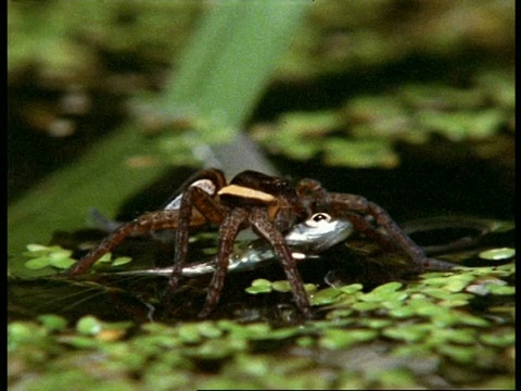 沼泽蜘蛛(dolomades)，漂浮在水面上的蜘蛛抓住蠕动的鱼，英国视频素材