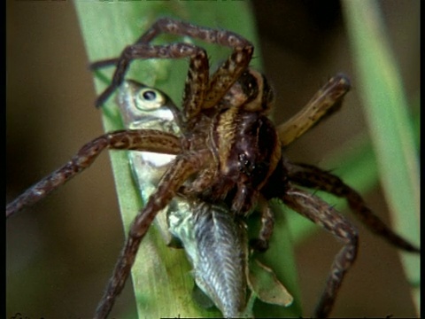 沼泽蜘蛛，吃植物茎上的鱼，英国视频素材