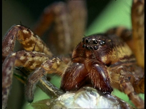 沼泽蜘蛛吃鱼，英国视频素材