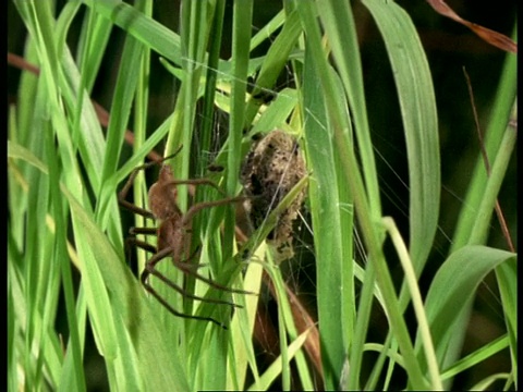 苗圃网蜘蛛(Pisaura)，女纺丝防护网婴儿，英国视频素材