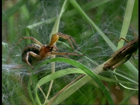 单/漏斗网蜘蛛(Agelena)攻击和咬蚱蜢捕获的网，英国视频素材