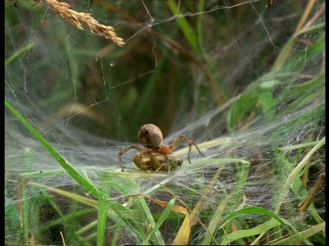 单/漏斗网蜘蛛(Agelena)携带蚱蜢在网上，英国视频素材