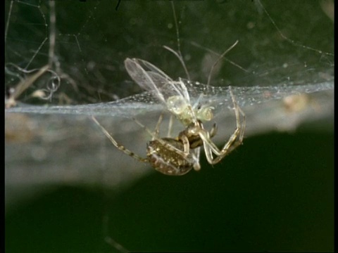 钱蜘蛛(Linyphia)倒挂在网下吃飞虫，英国视频素材