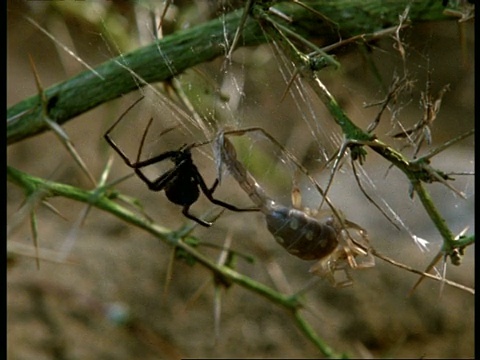 红背蜘蛛/黑寡妇狼蛛(Latrodectus)注射毒蝎子，美国视频素材