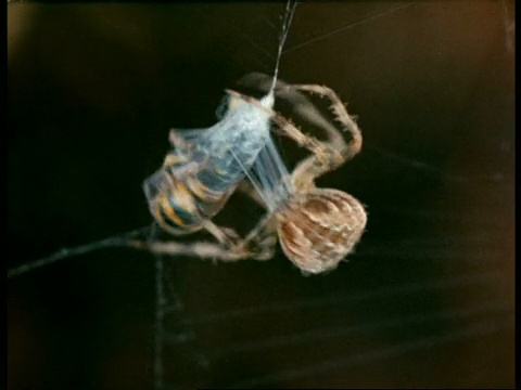 英国，花园蜘蛛(Araneus)快速地把黄蜂裹在丝里视频素材