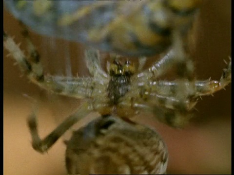 花园蜘蛛(Araneus)快速地将黄蜂猎物包裹成丝，英国视频素材