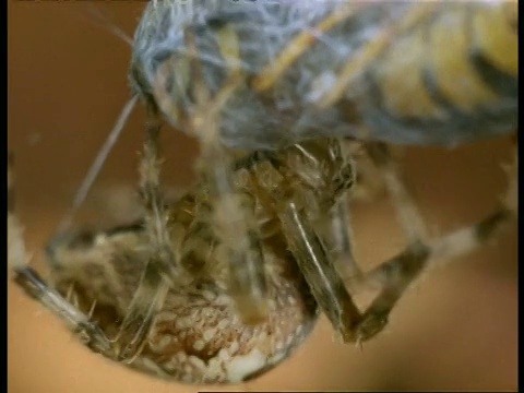 花园蜘蛛(Araneus)咬黄蜂，英国视频素材