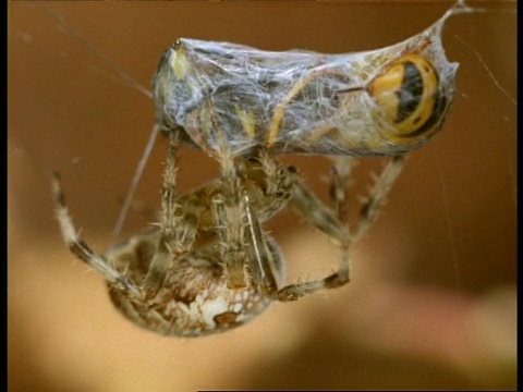 花园蜘蛛(Araneus)咬黄蜂，黄蜂的刺反复出现和收回，英国视频素材