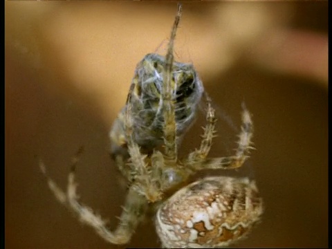 英国，花园蜘蛛(Araneus)在丝绸包裹的黄蜂上移动视频素材