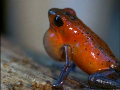 哥斯达黎加，草莓毒镖蛙(Dendrobates pumilio)视频素材