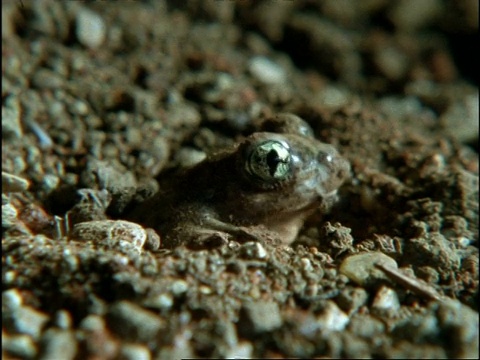 MCU铲脚蟾蜍(Scaphiopus)在地下挖洞，美国视频素材