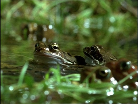 普通蛙(Rana temporaria)在水面上凝视，1淹没，英国视频素材