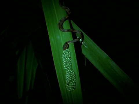 哥斯达黎加，蛇在晚上吃红眼树蛙(Agalychnie callidryae)的蛋视频素材