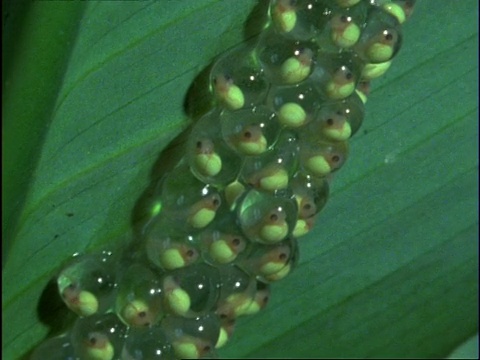 哥斯达黎加，倾斜红眼树蛙(Agalychnie callidryae)的蝌蚪在树叶上产卵游动视频素材