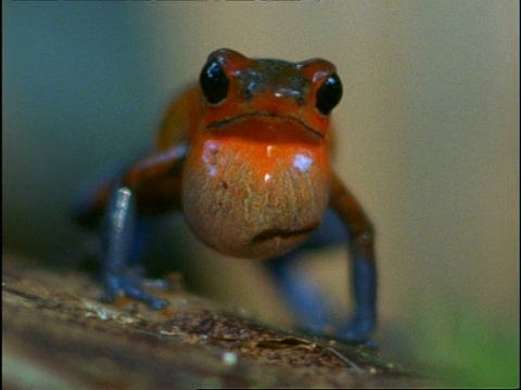 哥斯达黎加，雄性草莓毒镖蛙(Dendrobates pumilio)站在镜头前叫道视频素材