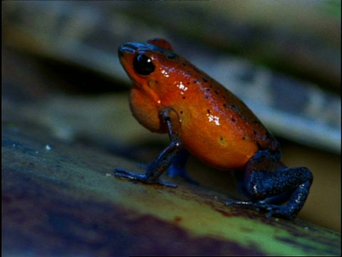 哥斯达黎加草莓毒镖蛙(Dendrobates pumilio)的MCU简介视频素材