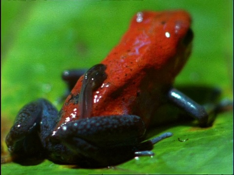 哥斯达黎加草莓毒镖蛙(Dendrobates pumilio)背上有蝌蚪视频素材