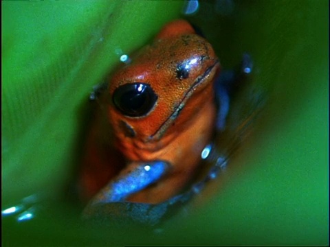 草莓毒镖蛙(Dendrobates pumilio)在凤梨科植物的水袋中沉积蝌蚪，哥斯达黎加视频素材