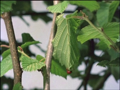 MS时间推移观叶卷象鼻虫，Apoderus coryli，巢筑，卷叶巢，英国视频素材