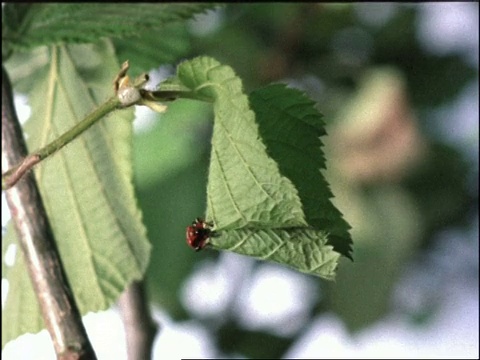 MS时间推移观叶卷象鼻虫，Apoderus coryli，巢筑，卷叶巢，英国视频素材