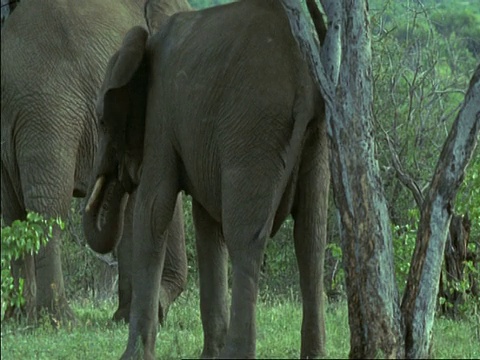 博茨瓦纳，小象(Loxodonta africana)用鼻子吃草视频素材