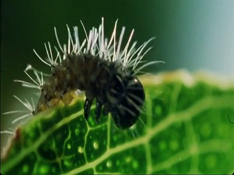 在非洲的博茨瓦纳，一只毛毛虫在叶子的一侧爬行视频素材