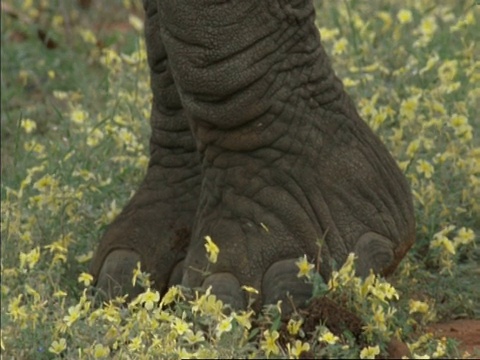 非洲大象，Loxodonta africana，身体，博茨瓦纳，非洲视频素材