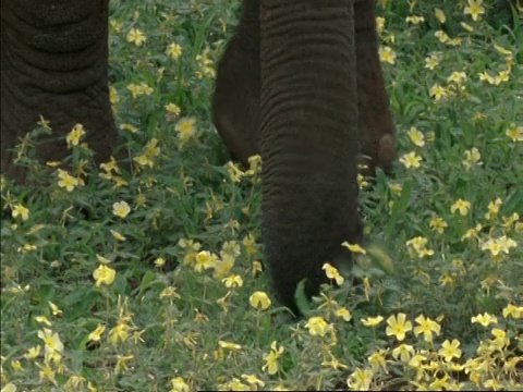 非洲大象，Loxodonta africana树干抓取黄花，博茨瓦纳，非洲视频素材