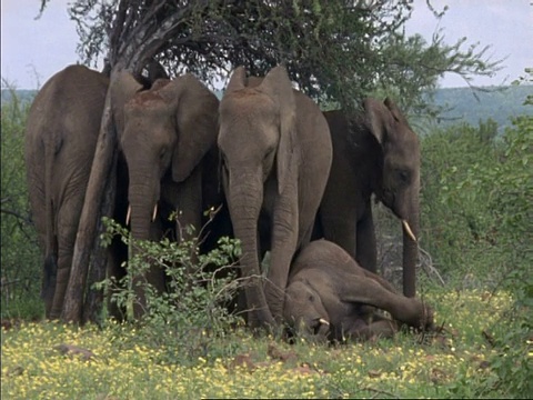 非洲象家族，Loxodonta africana，树下的婴儿在地板上，成年人看着相机，博茨瓦纳，非洲视频素材