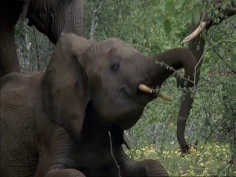 非洲博茨瓦纳，非洲小象Loxodonta africana，躺在土里然后站起来视频素材