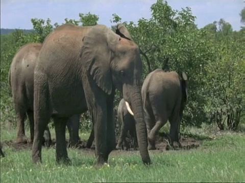 非洲小象，Loxodonta africana，奔跑着加入家庭，博茨瓦纳，非洲视频素材