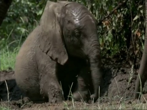 非洲小象Loxodonta africana，在非洲博茨瓦纳的泥土中打滚视频素材