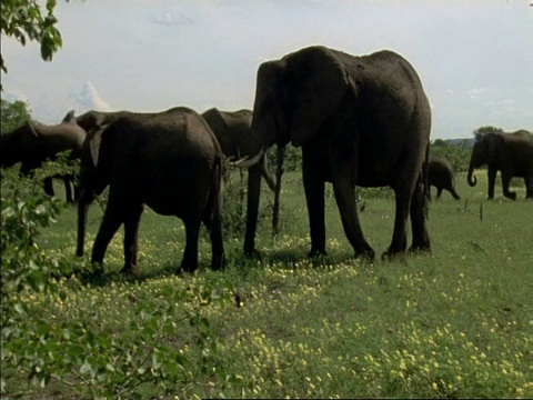 非洲博茨瓦纳，一群非洲小象，Loxodonta africana，走过草地，经过摄像机视频素材