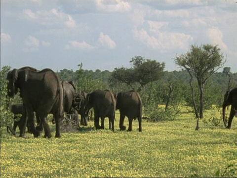 一群非洲小象，Loxodonta africana，走过草地，博茨瓦纳，非洲视频素材