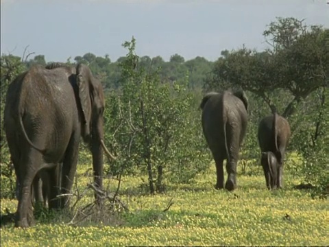 非洲象家族，Loxodonta africana走过草地，博茨瓦纳，非洲视频素材