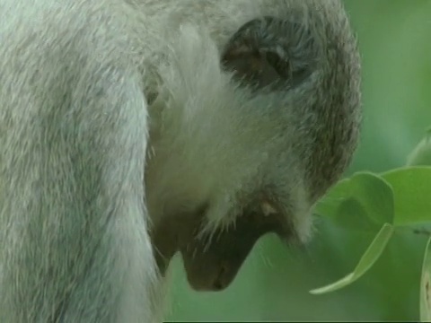 非洲博茨瓦纳，长尾猴，长尾猴，坐在树上吃蛾子视频素材