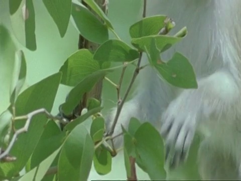 非洲博茨瓦纳，长尾猴，在树上吃蛾子视频素材