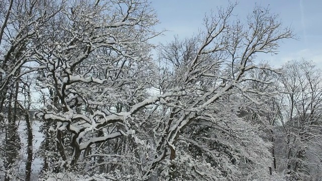 冬季为大气森林视频素材