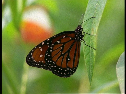 美国佛罗里达女王蝶(Danaus gilippus)叶上的CU剖面视频素材