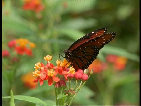 美国佛罗里达皇后蝶(Danaus gilippus)取食花的CU资料视频素材