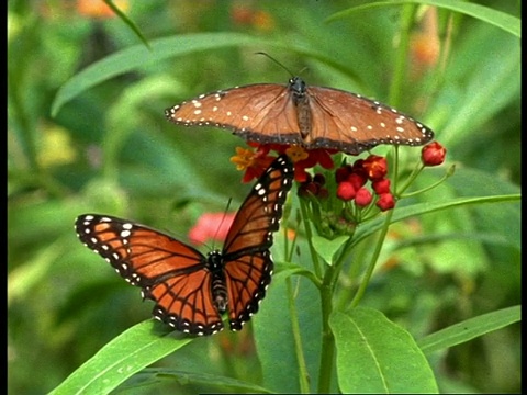 美国佛罗里达女王蝴蝶(Danaus gilippus)和总督蝴蝶(Limenitis archippus)在植物上休息视频素材