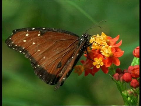 美国佛罗里达皇后蝶(Danaus gilippus)雄性取食花视频素材