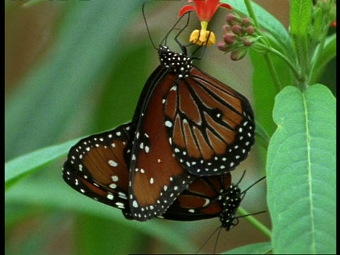 美国佛罗里达皇后蝶(Danaus gilippus)交配视频素材